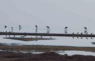 Flamingolar göç yolunda İznik Gölü’nde mola...