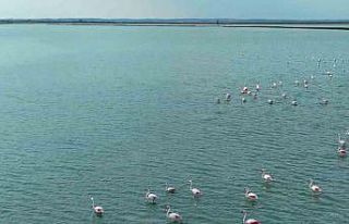 Flamingoların görsel şöleni