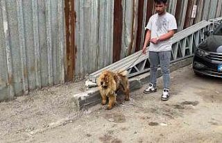 Gebze’de hurdalık alanda yangın: Gökyüzü siyaha...
