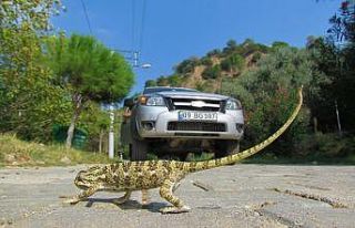 Güney Ege turizm karayolu yaban hayatını tehdit...