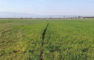 Hatay’da yaşanan kuraklık Amik Ovası’nda üretimi...