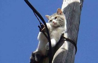 İki gündür aç susuz direkte mahsur kalan kedi...