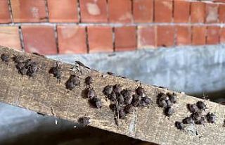 İl Tarım ve Orman Müdürlüğü: "Yağan kara...