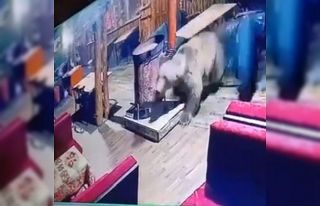 İşletmeyi ayı bastı...O anlar kamerada