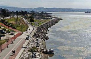 İzmir Bostanlı sahilini deniz marulu sardı