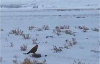 Jandarmadan yaban hayvanlarına yem desteği