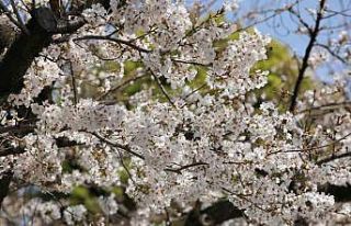 Japonya’nın simgesi Sakuralar Tokyo’da görsel...