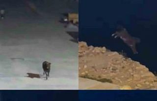 Kaçan angus denize balıklama atladı... O anlar...