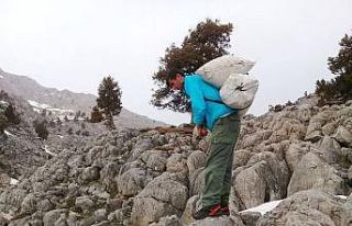 Kahramanmaraş’ta çiriş otu sezonu başladı