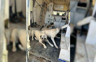 Kahta’da başıboş sokak köpekleri toplanıyor