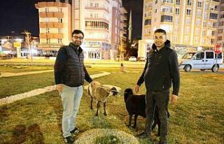 Kamyonetten yola düşen "Mor Karaman" ırkı...