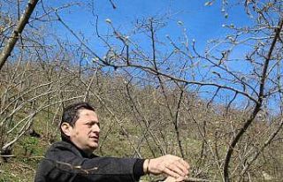 Kar yağışı fındık üreticisini sevindirdi