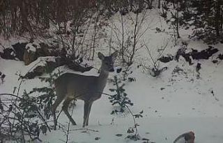 Karacadan fotokapana güzel pozlar
