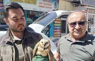 Kargaların saldırdığı yaralı peçeli baykuş...