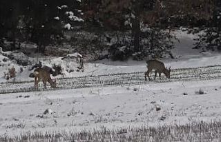 Kastamonu’da aç kalan karacalar, köylere inerek...