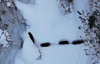 Kastamonu’da karla kaplı ormandaki domuz sürüsü...