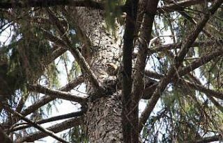 Kedi için canını hiçe saydı