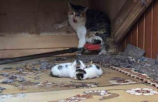 Kedi vaaz kürsüsünün altına yavruladı