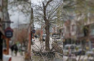Keşan’da şiddetli rüzgar nedeniyle ağaç kırıldı