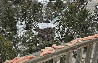 Konya’da leyleklerin yuvalarına besin takviyesi