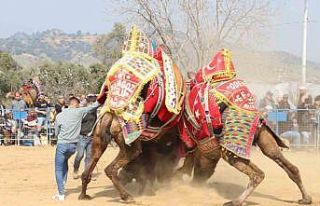 Köşk Beyköy Deve Güreşleri coşkuyla gerçekleşti