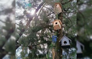 Köyceğizli minikler kuşlar için yuva hazırladı