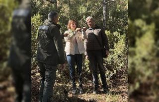 Kuruyan karaçam ağaçlarında inceleme yapıldı