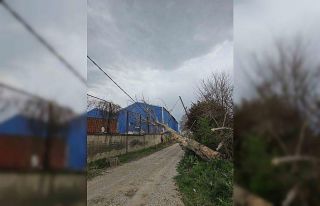 Lodos ağaçları devirdi