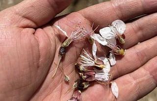 Malatya’da don kayısıya zarar verdi