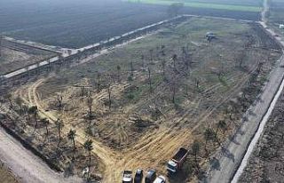 Metrobüs hattından sökülen ağaçlar, barınakta...