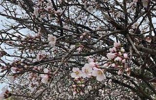 Meyve ağaçlarının çiçek açması görsel şölen...