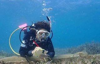 Midye kabuklarından resif yaşam verdi