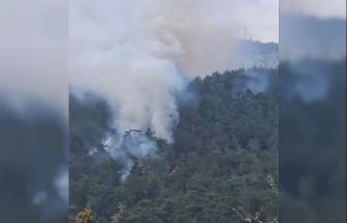 Milas’ta orman yangını