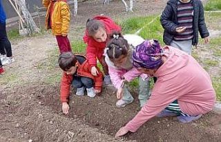 Minik eller tohumları toprakla buluşturdu
