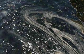 Moda Sahili’nde görülen denizanası müsilajı...