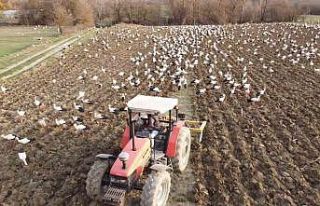 Mola veren yüzlerce leylek 5 dönümlük tarlada...
