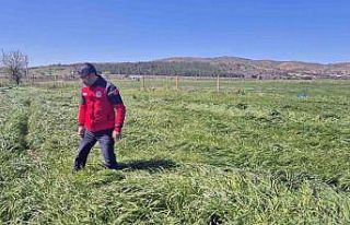 Muğla’da ‘Buğday Süne Zararı’ kontrolleri...