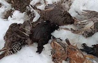 Muş’ta kümese giren gelincik, 31 kanatlı kümes...