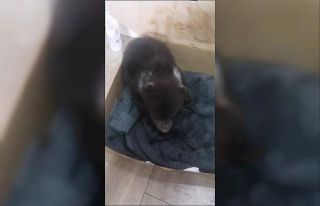 Orman işçilerinin bulduğu yavru ayı koruma altına...