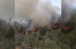 Osmaniye’de ormanlık alanda korkutan yangın