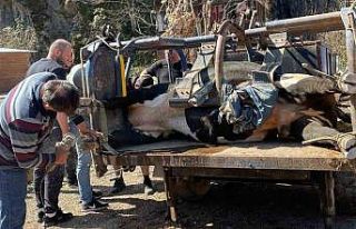 Rizeli boğa sahiplerine güreşler için Aydın’dan...