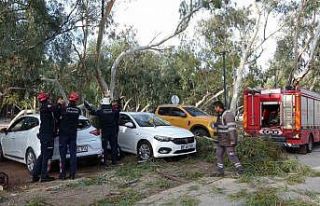 Rüzgar nedeniyle devrilen ağaç iki otomobile zarar...