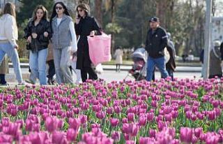 Samsun’da lale zamanı
