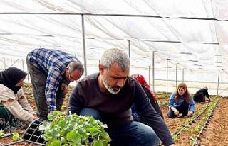 Şanlıurfa’da sebze fideleri seralarda toprakla...