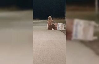 Sarıkamış’ta kış uykusundan uyanan ayılar...