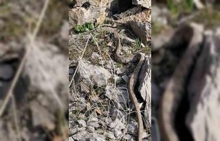 Şemdinli’de engerek yılanı görüntülendi