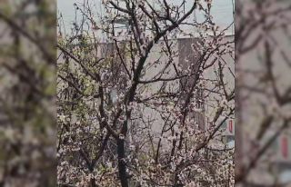 Siirt’te bahar ve kış aynı anda yaşandı