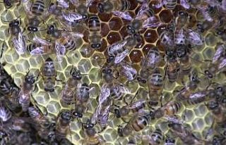 Siirt’te bal üretiminde hedef 1. sıraya yükselmek