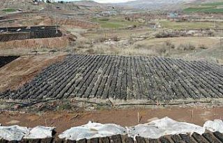 Siirt’te yetiştirilen fidanlar bölgenin fıstık...