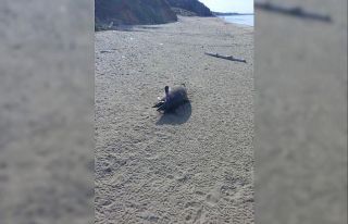 Sinop’ta altı gün içinde 3. ölü yunus karaya...